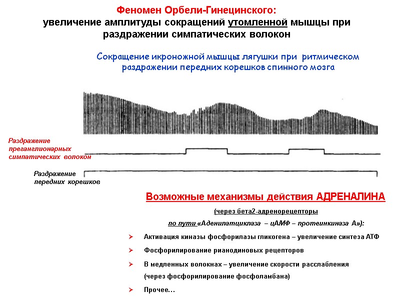 Феномен Орбели-Гинецинского:  увеличение амплитуды сокращений утомленной мышцы при раздражении симпатических волокон  Раздражение